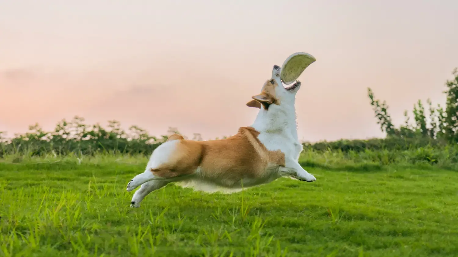 A dog running in the park